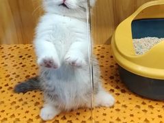 -欣宠猫屋·矮脚拿破仑·蓝金金渐层