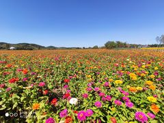 -莲花山花海