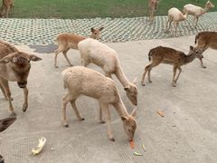 -常州淹城野生动物世界