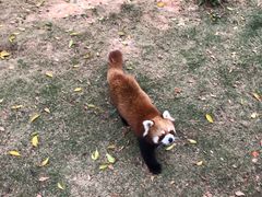 -灵玲国际马戏城