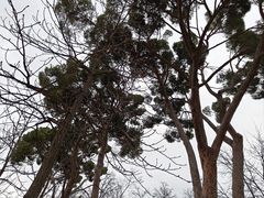 -丽池公园
