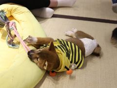 -逗柴咖啡屋·狗咖猫咖宠物桌游