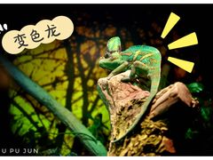 -迪拜水族馆及水下动物园