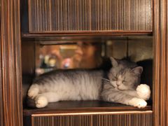 -more than meow吴止猫主题餐厅(承德 中船汇店)