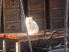 -喵屿·大理花园猫咖