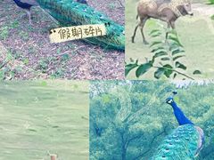 -南海子公园
