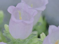 -循礼门鲜花花市(武汉循礼门店)