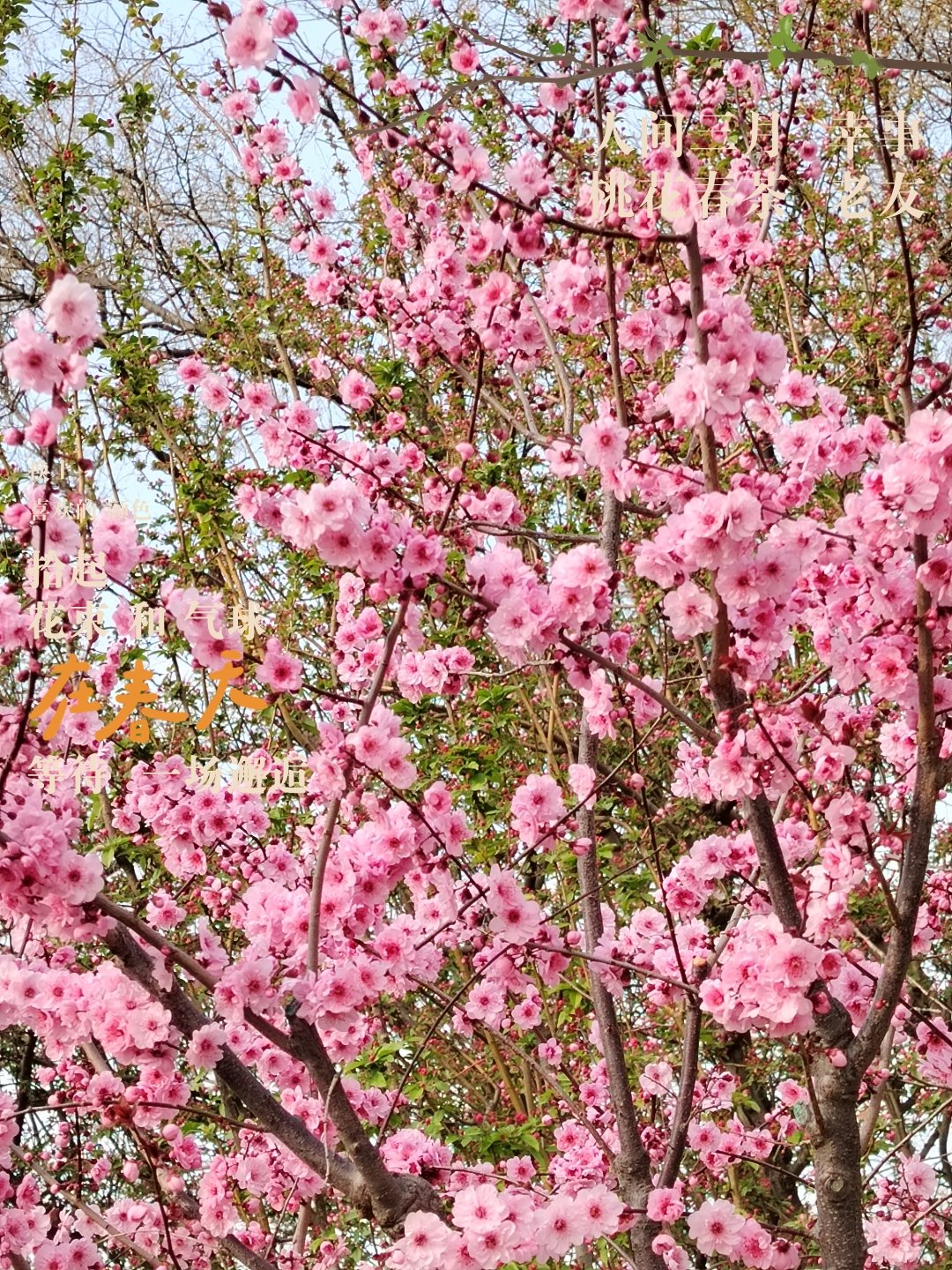 元大都遗址公园赏花图片