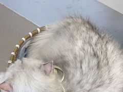 -共舞时光猫咖·狗咖(新街口店)