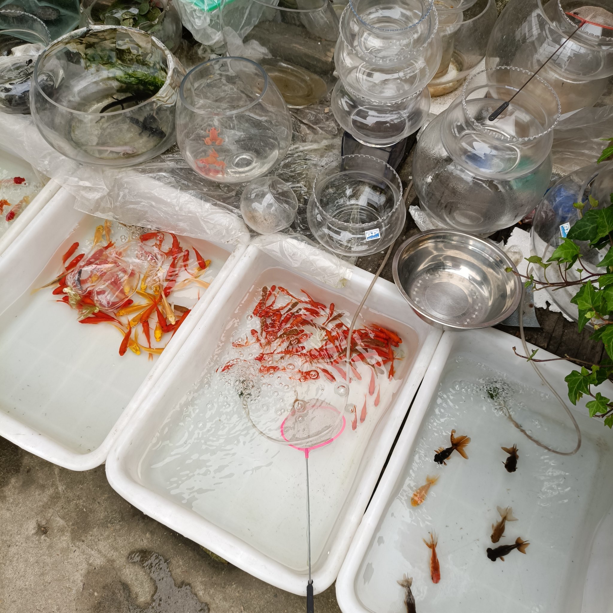 没想到,归元寺旁边这个花鸟市场还挺大的