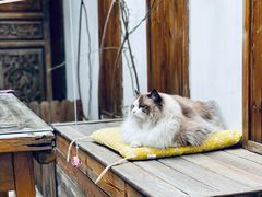 -喵屿·大理花园猫咖