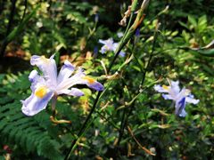 -铁山坪森林公园