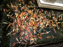 -龙悦湾酒家·八阵鱼生·渔人码头店