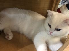 -猫小院猫主题餐厅(三里屯店)