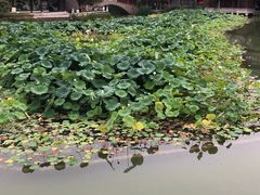 -龙潭水乡