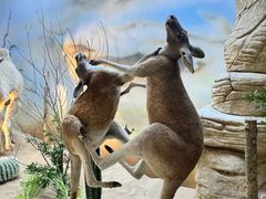 -西霞口神雕山野生动物世界