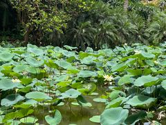 -中国科学院西双版纳热带植物园