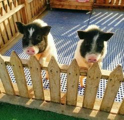 -萌宠亲子动物乐园(槐房万达店)