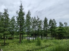 -西山漾湿地公园