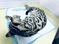 刚手术后的豹纹猫-北京佳信宠物医院