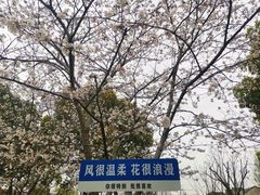 -高东镇樱花园