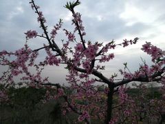 -桃花岛景观公园