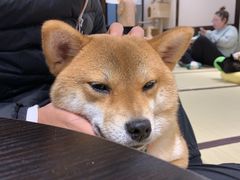 -逗柴咖啡屋·狗咖猫咖宠物桌游