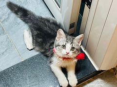 -欣宠猫屋·矮脚拿破仑·蓝金金渐层