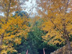 -遵化市禅林寺古银杏风景园