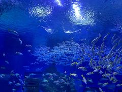 -海合安武汉极地海洋公园