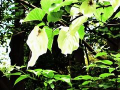 -杭州植物园