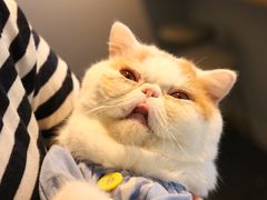 -Heymao猫咖.咖啡厅(东门店)