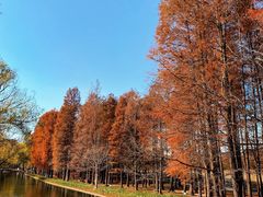 -上海共青森林公园