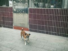 -鱼珠码头(轮渡站)