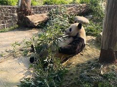 -都江堰中华大熊猫苑