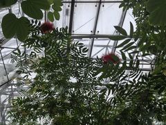 -北京植物园-展览温室