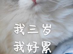 -猫大福·Fortune Cat猫舍(百子湾店)