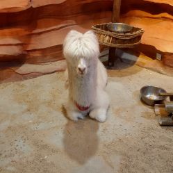 -酷嗒动物文化乐园(cutezoo西溪乐天城店)