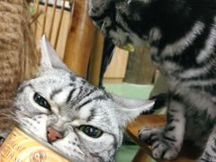 -藦茜花园宠物主题亲子互动体验馆(国顺东路店)