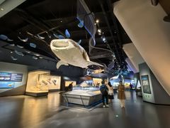 -贝林大翅鲸简餐厅(国家海洋博物馆店)