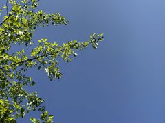 -张坝桂圆林公园