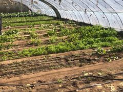 -大自然农场蔬菜草莓采摘园