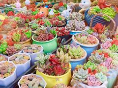 -曲阳花鸟市场(曲阳路店)