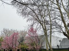 -武汉大学-樱园
