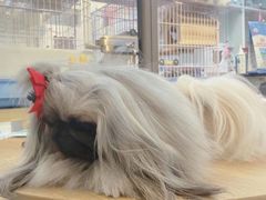 -萌兽医馆·眼科·异宠专科(三里屯店)