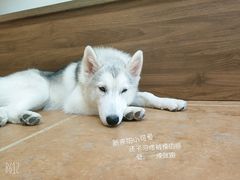 -柯斗斗主题餐厅·狗咖·围炉煮茶·茶饮(国瑞升平里店)