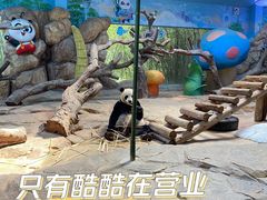 -广州长隆野生动物世界