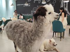 -安格丽娜·狗咖·猫咖羊驼咖(春熙路百盛商场店)