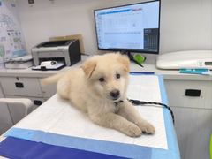 -博特宠物医院24h犬猫全科.骨科·异宠