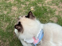 -瑞派康怡24h宠物医院·犬猫医疗中心·微创绝育(瑞景分院)